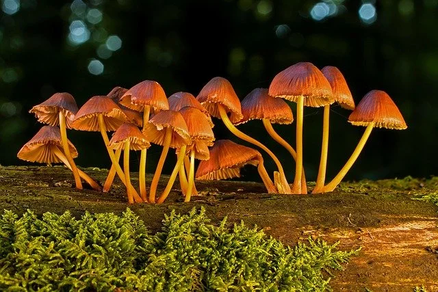 Two Day Workshop- Marvelous Mushrooms