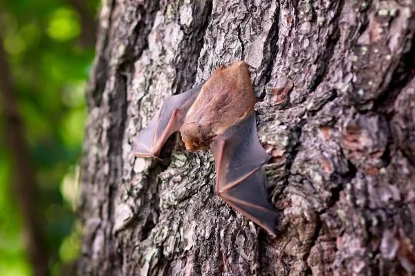 Bat Roose Count