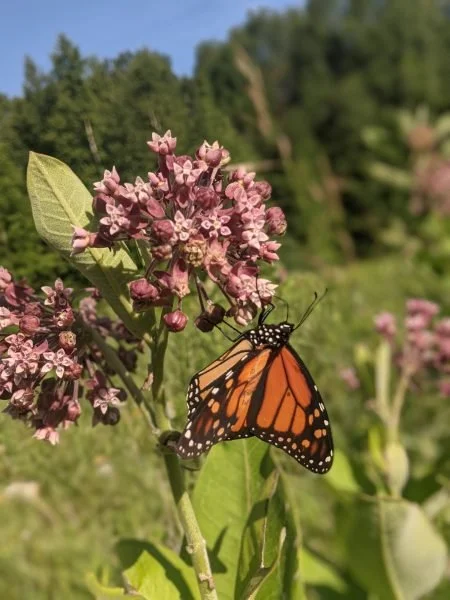 Little Explorers: Caterpillars &amp; Butterflies- Hunt Hill
