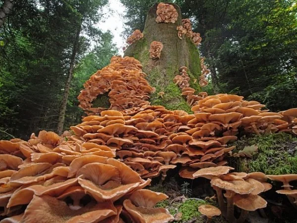 Little Explorers: Mushrooms &amp; Decomposers- Hunt Hill