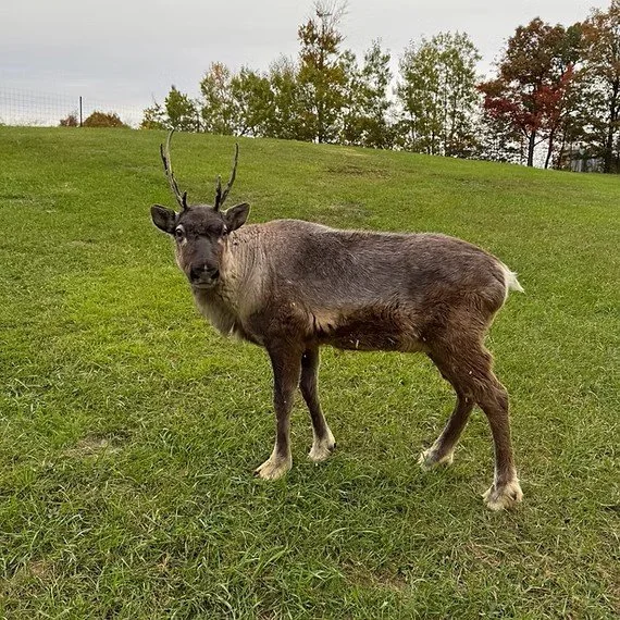 Hunt Hill- Beasts & Beer: Reindeer Realities