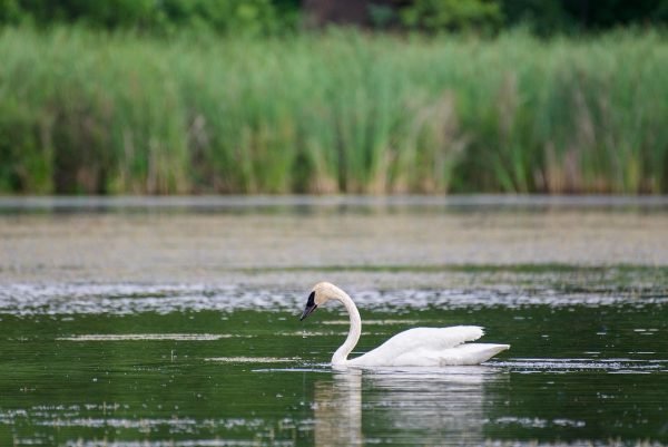Beasts & Beer: Trumper Swans