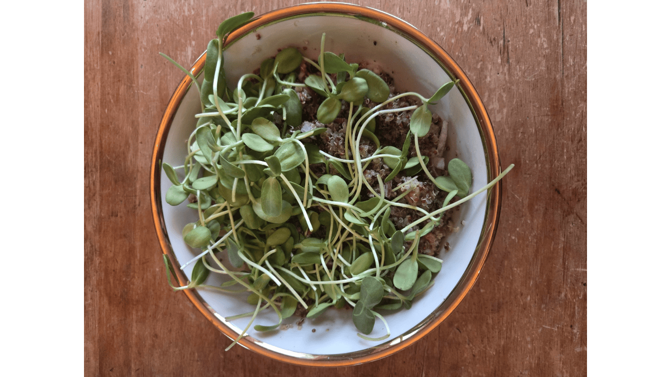 Medley Micro Spring Salad — Warm Quinoa with Microgreens &amp; Maple Vinaigrette
