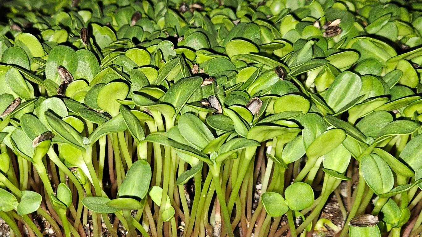 Sunflower Microgreens - photo by Robert Stickle