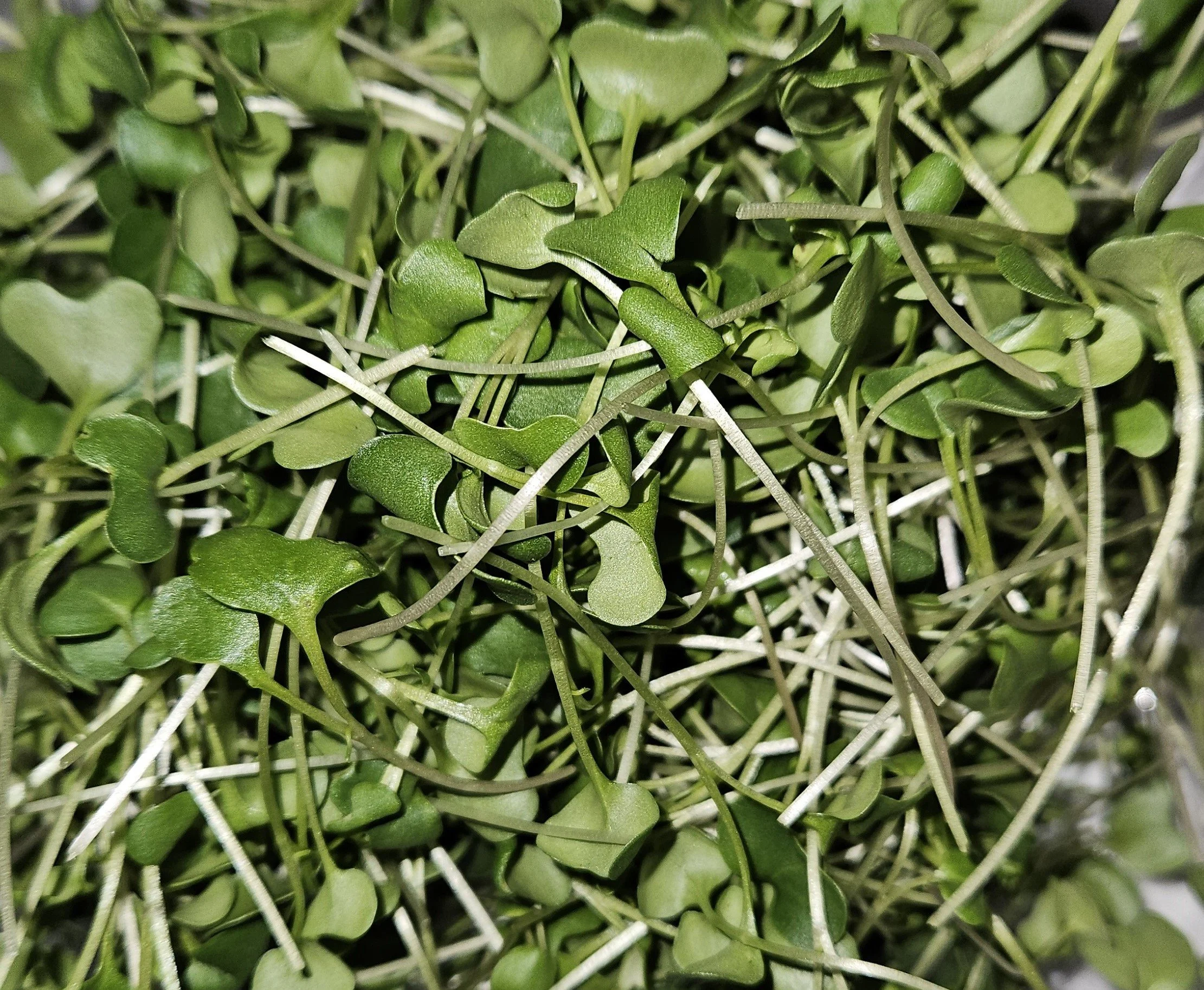Close-up of fresh green microgreens with slender stems and small leaves.