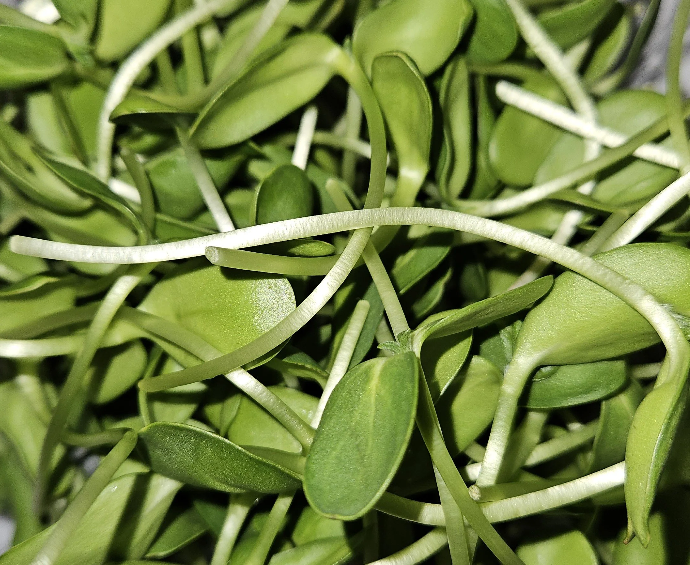 Close-up of green sunflower sprouts with thick stems and small leaves.