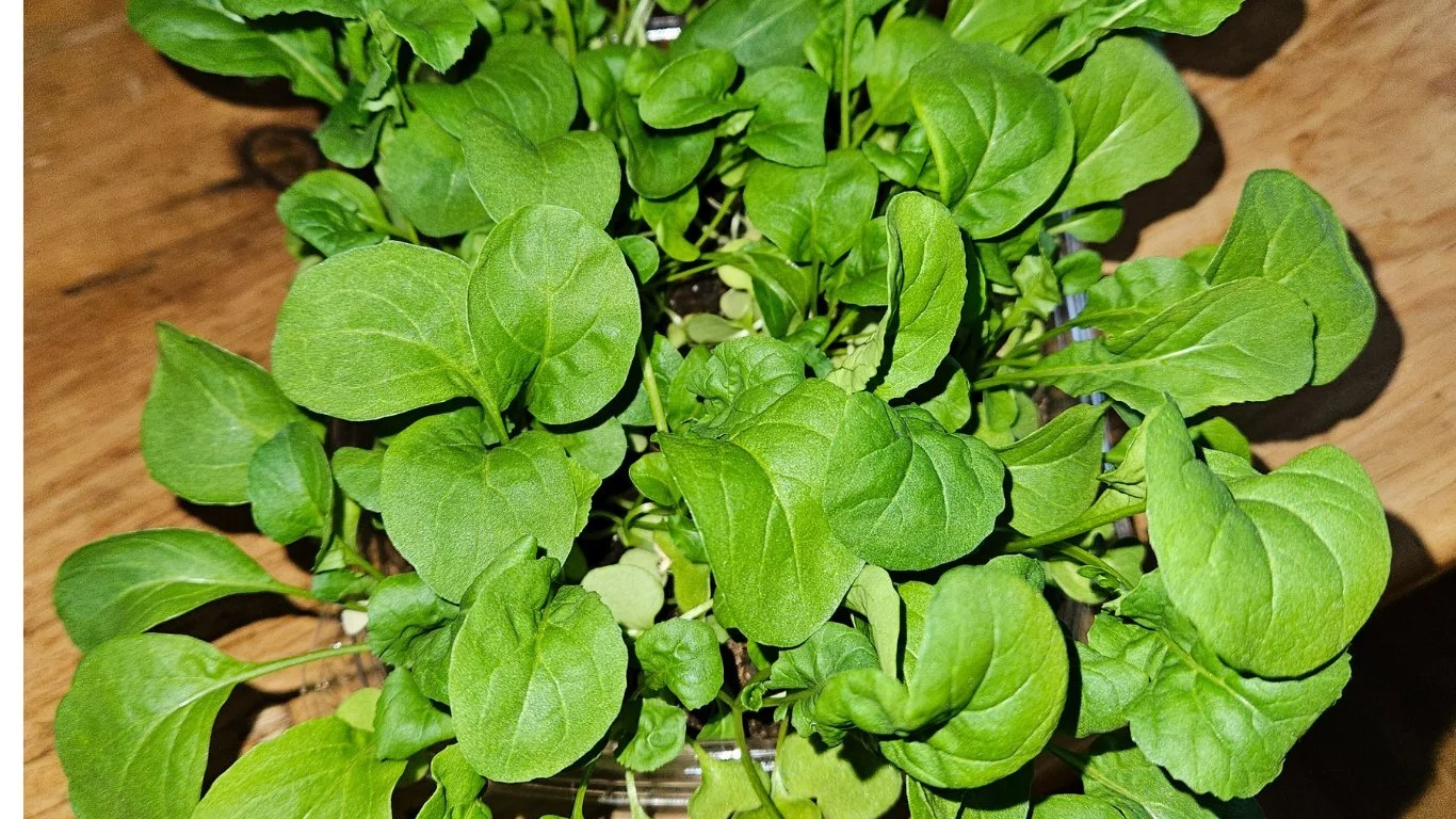 Arugula grown in recycled food container