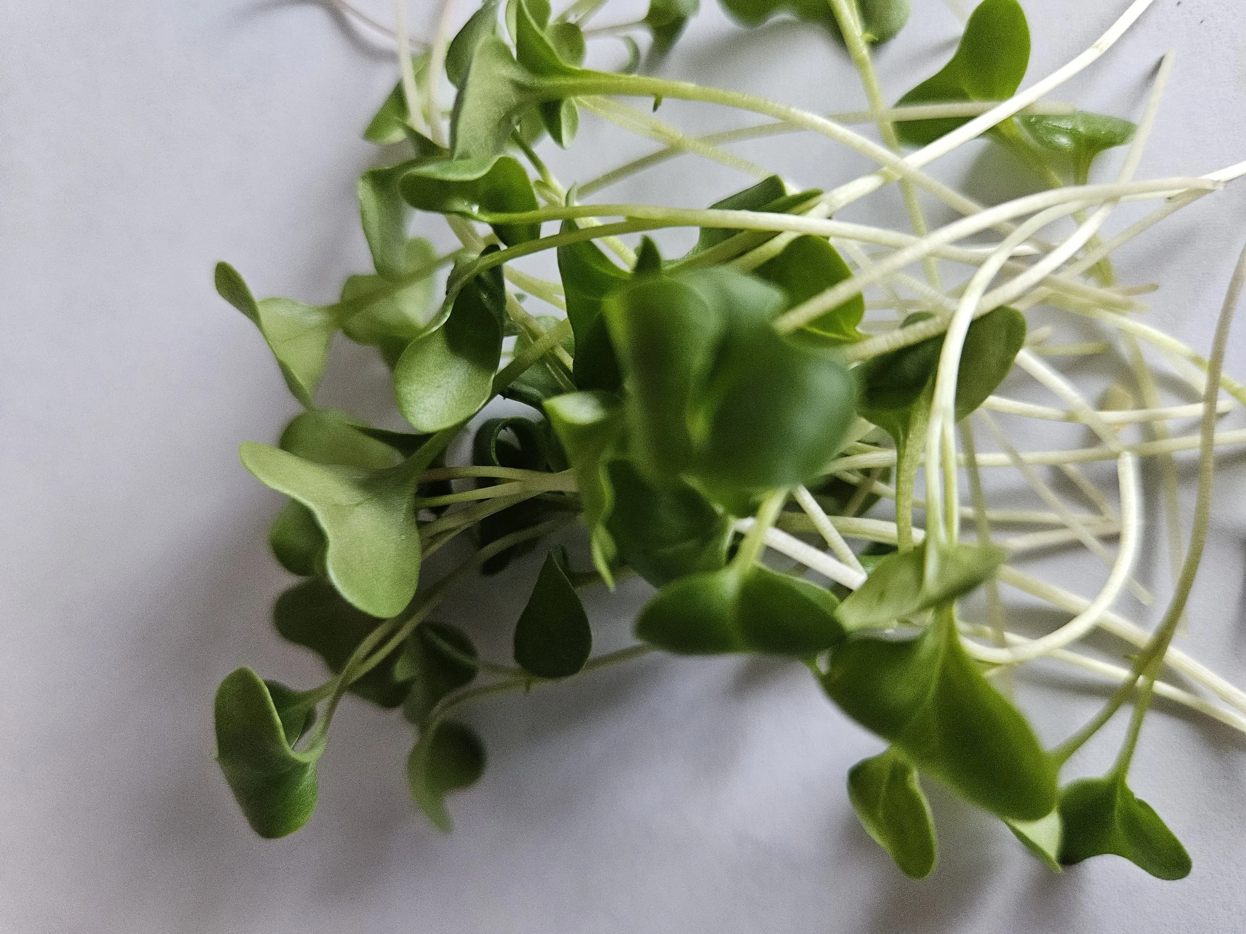 Close-up of fresh green sprouts with small leaves and white stems on a light background.