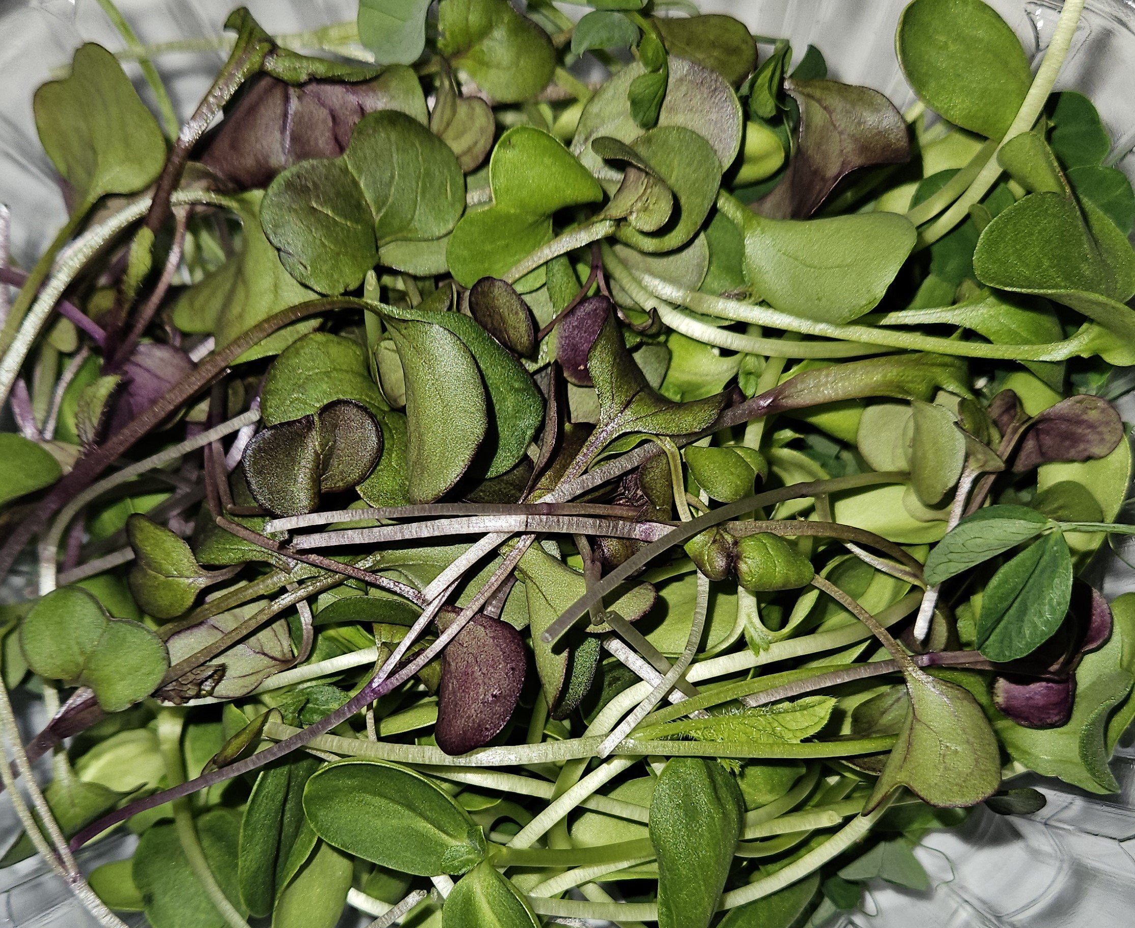 Close-up of mixed microgreens, including green and purple leaves, in a container.