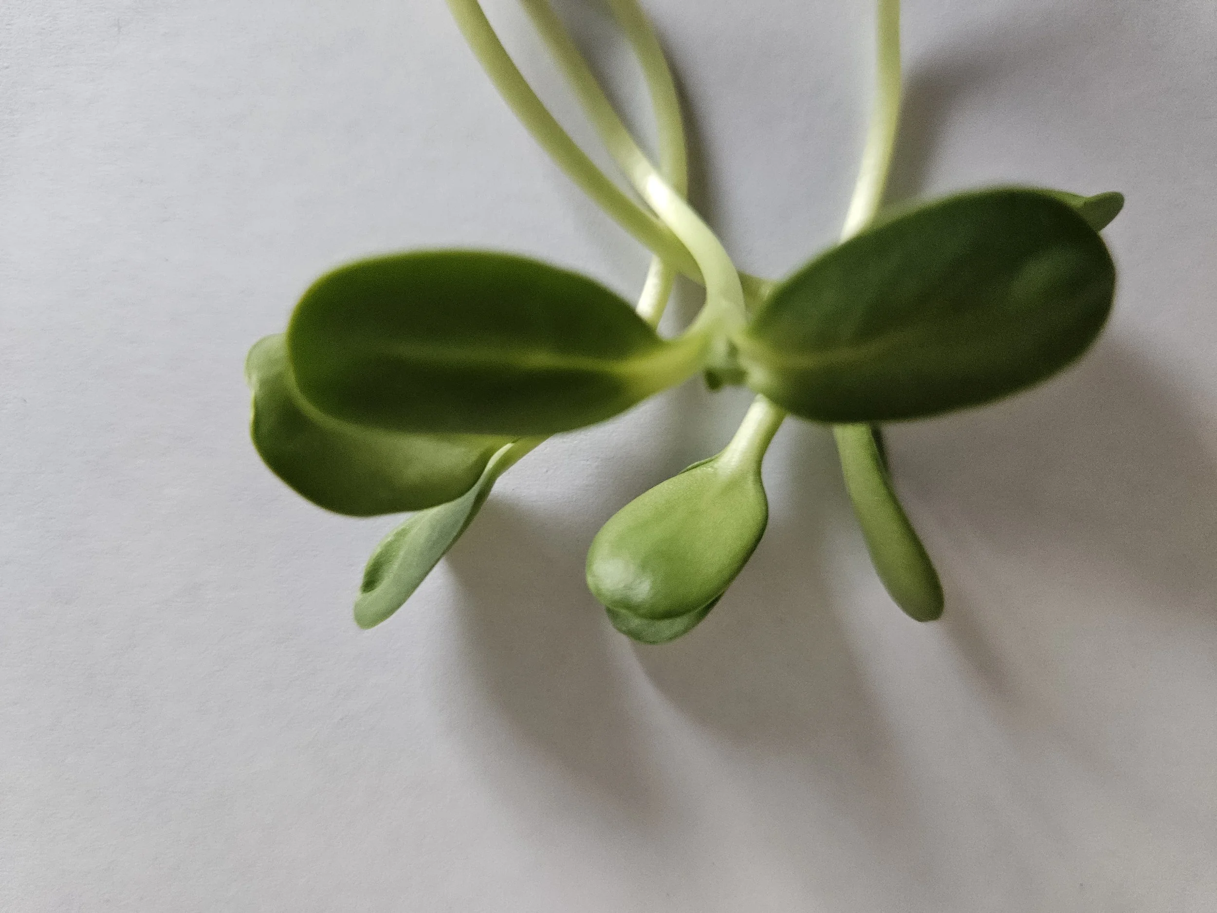 Close-up of green plant sprouts with small leaves on a light background.