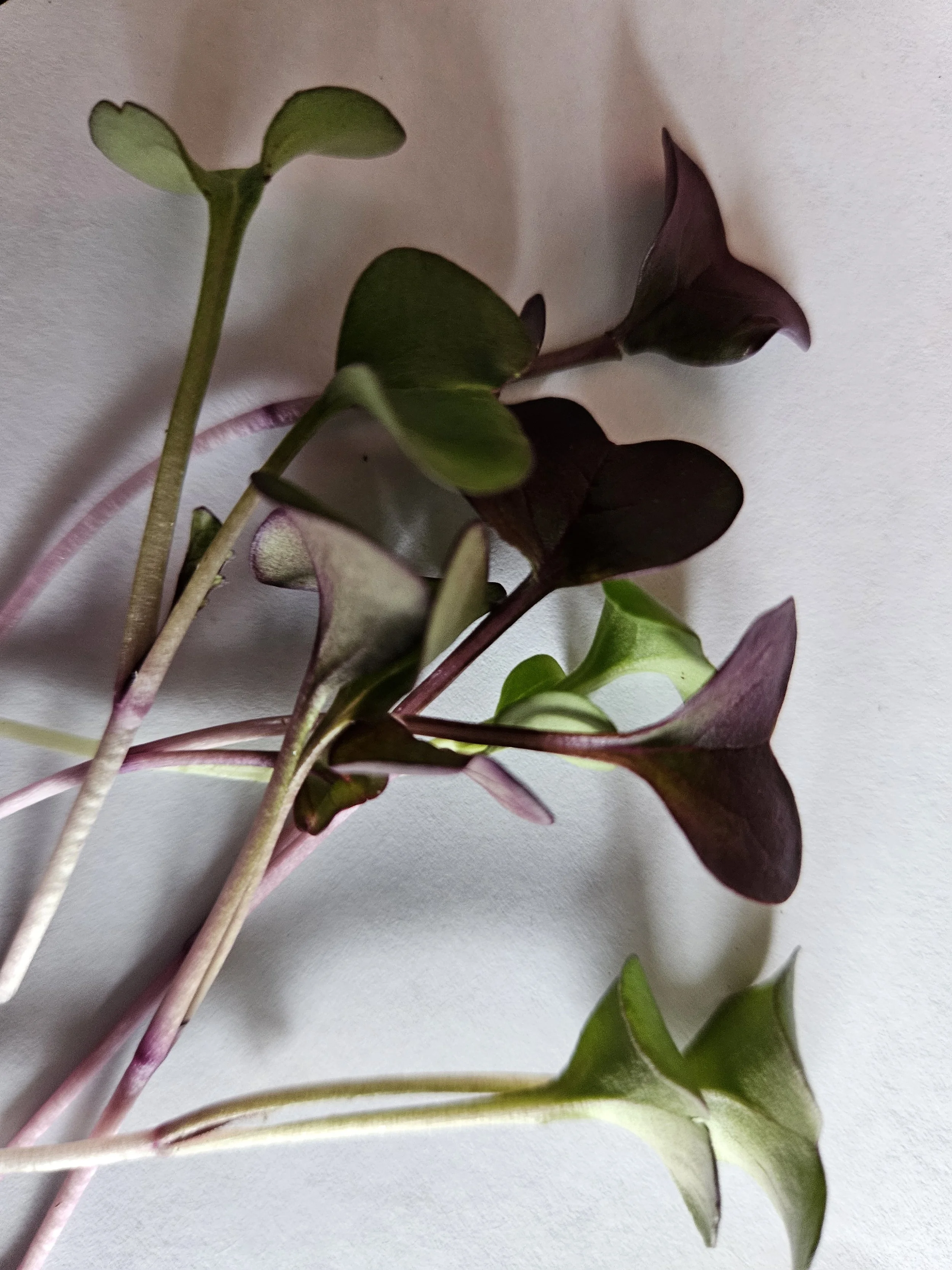 Assorted microgreens with purple and green leaves on white background