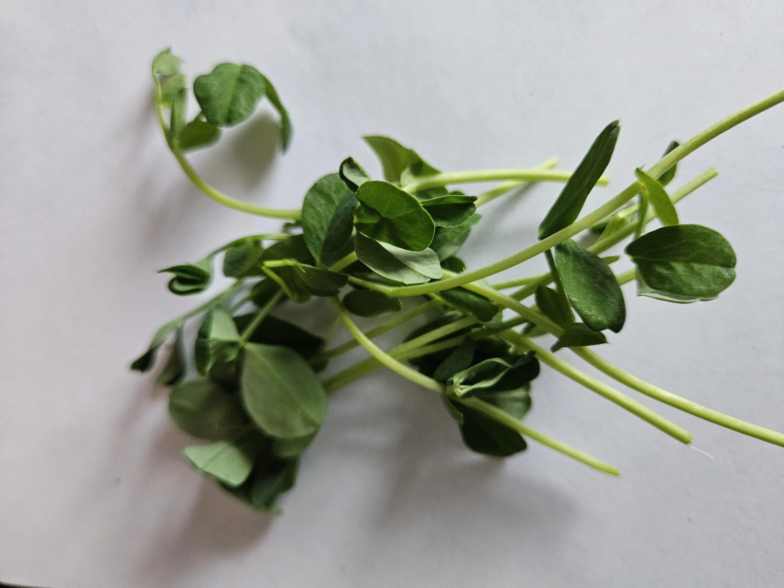 Fresh pea shoots on a white background