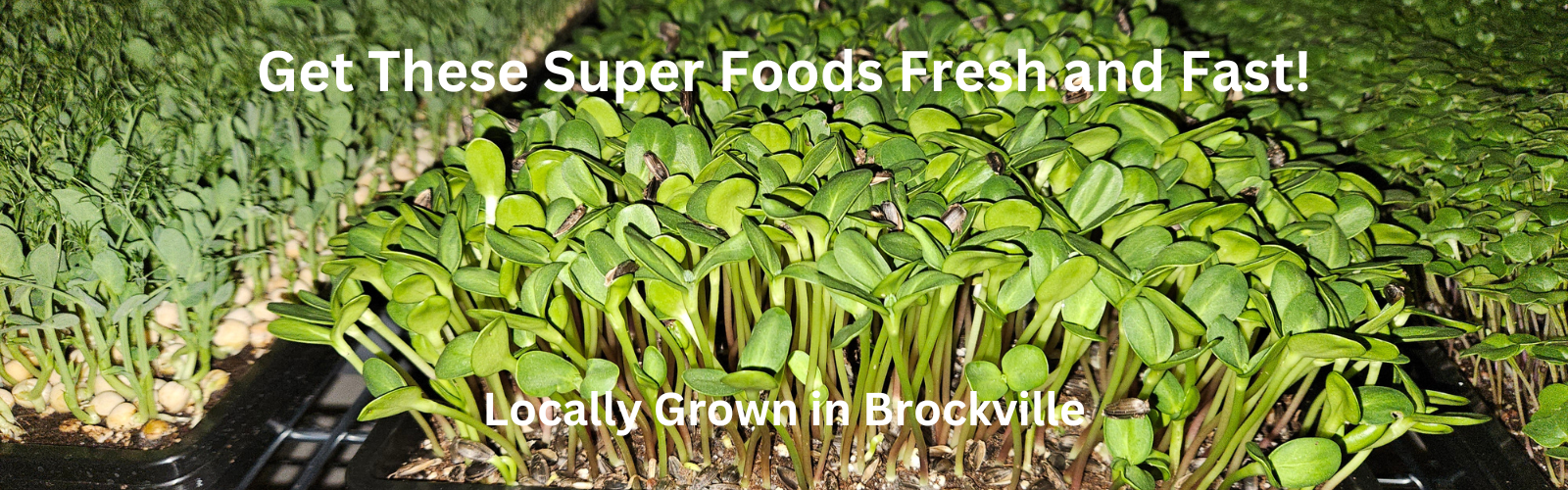 Get These Super Foods Fast and Fresh