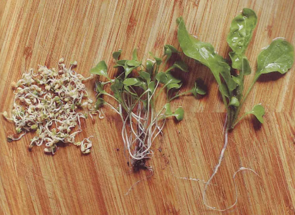 Three stages of plant growth on a wooden surface: sprouts on the left, young seedlings in the middle, and mature leaves on the right.