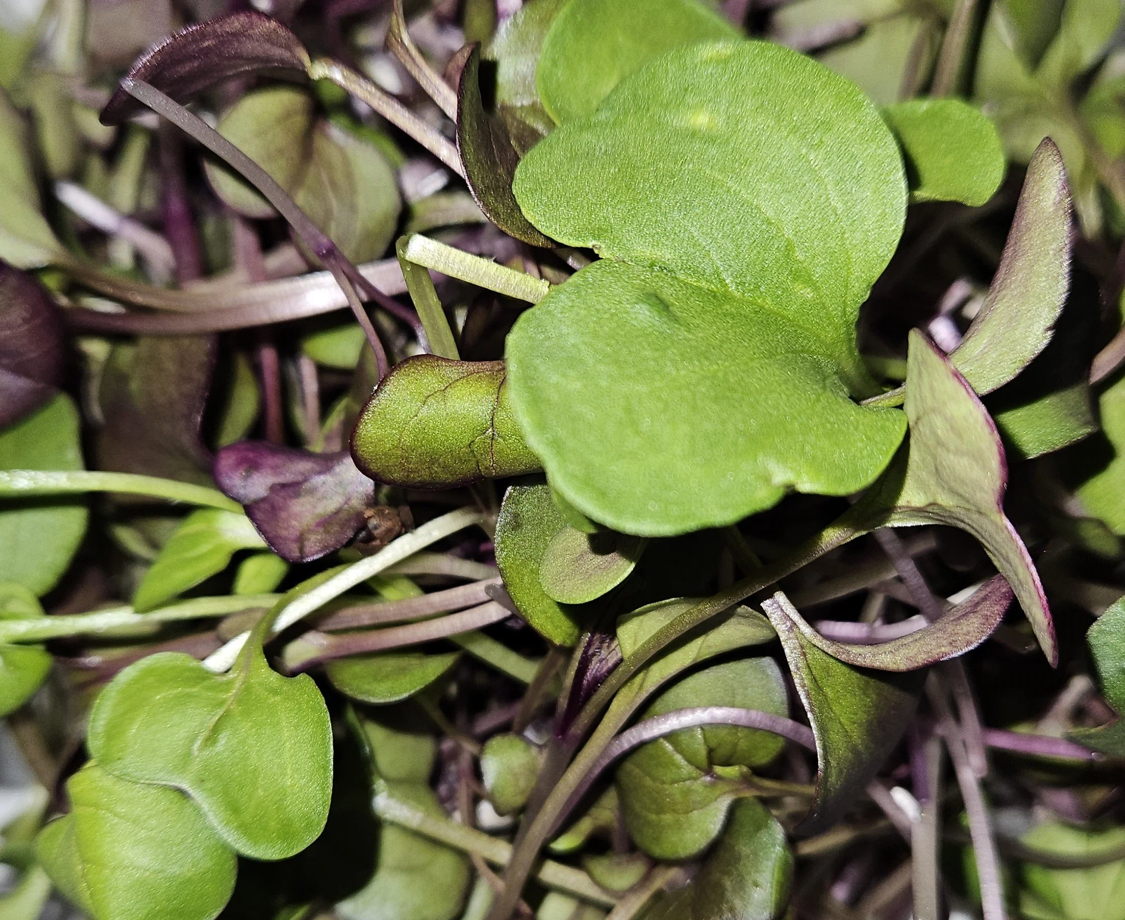 Close-up of mixed microgreens with green and purple leaves