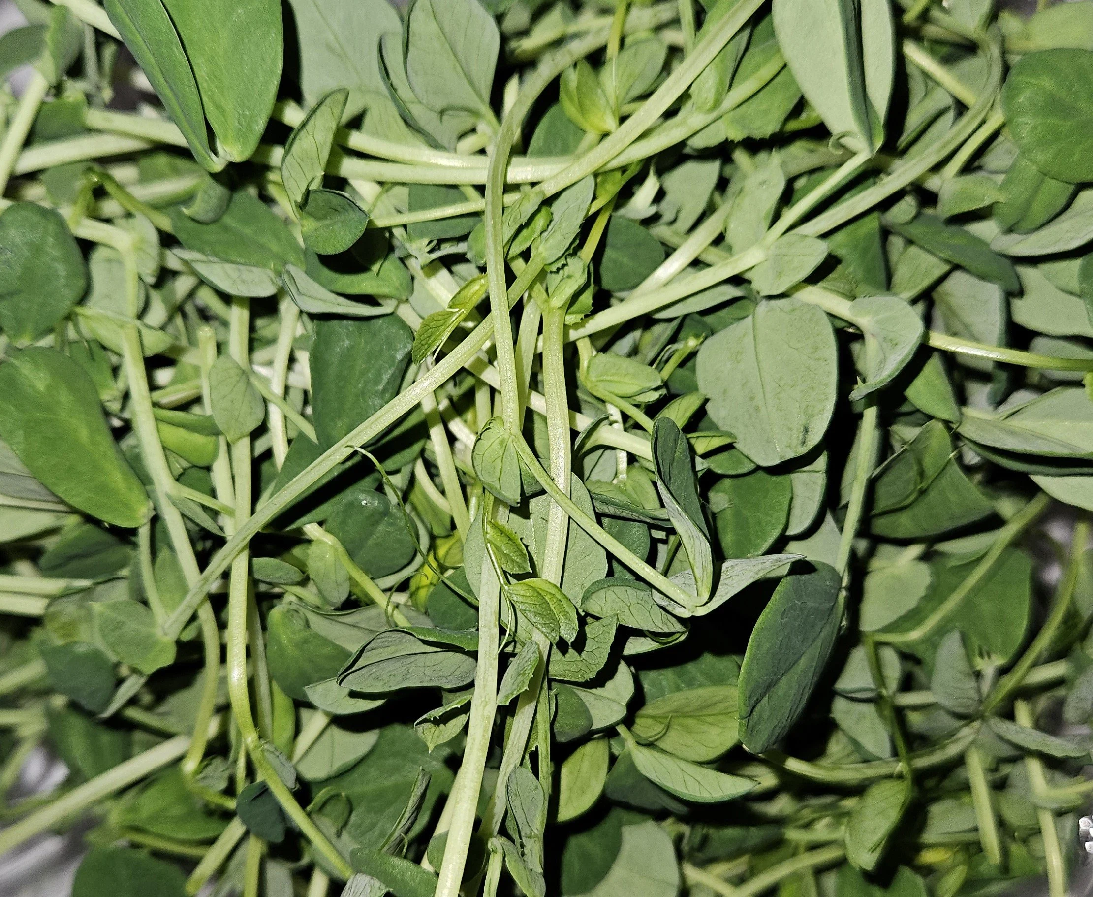 Close-up of fresh pea leaves
