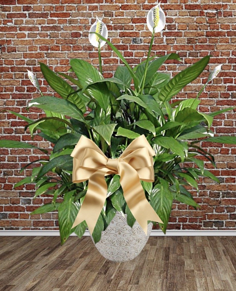 The Peace Lily (Extra Large)