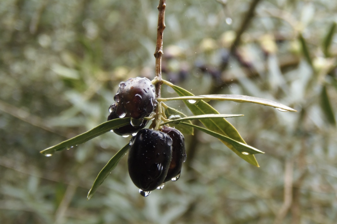 Dunia Abu Mohsen &amp; Judith Morrison