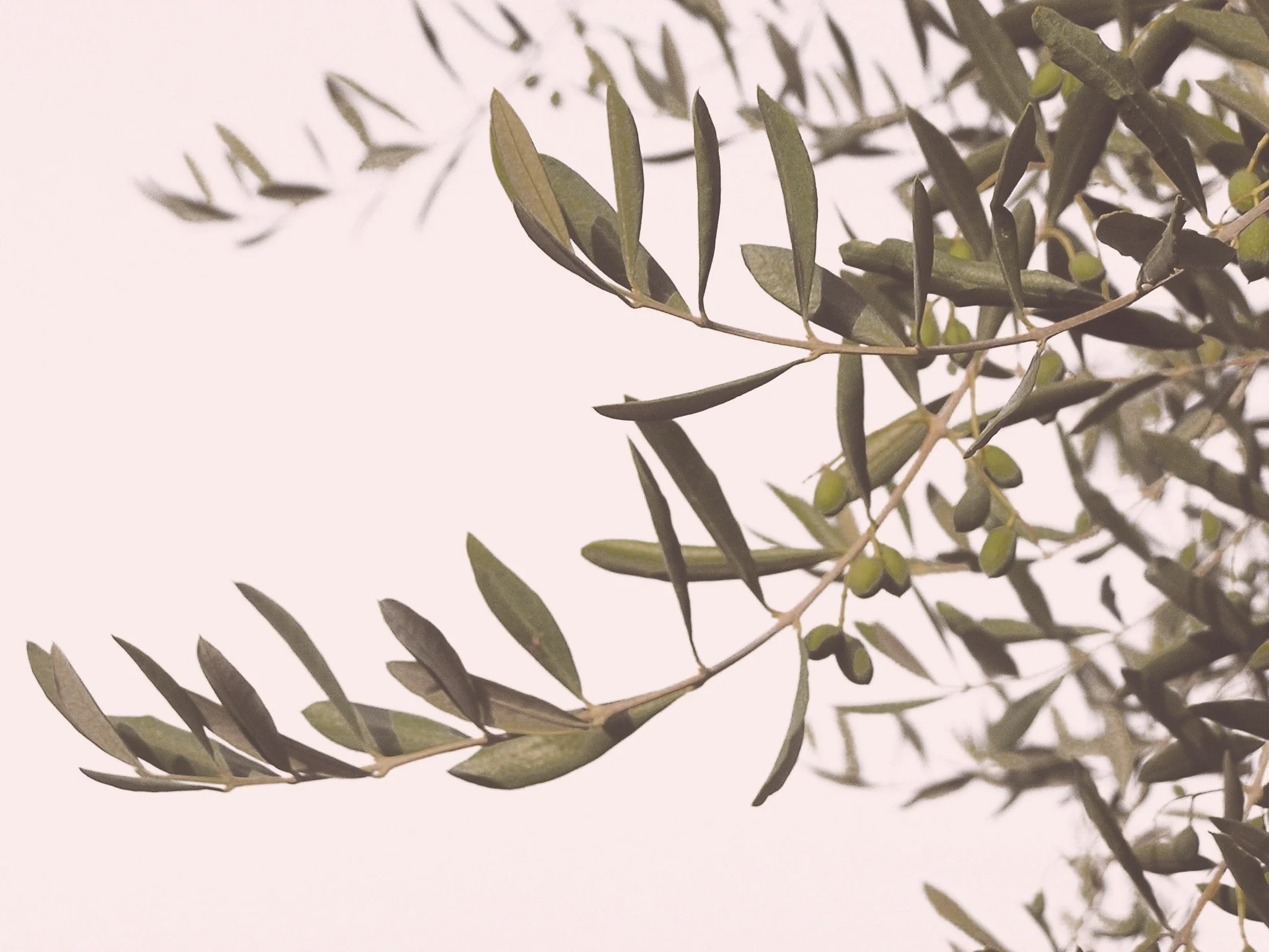 Muhammad Smiry + Mosab Abu Toha + Jason Gray