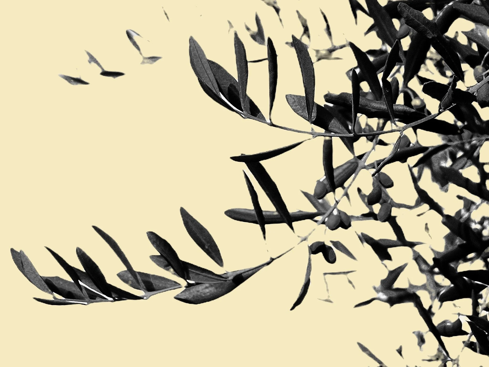 Mahmoud Darwish - Di Cousens