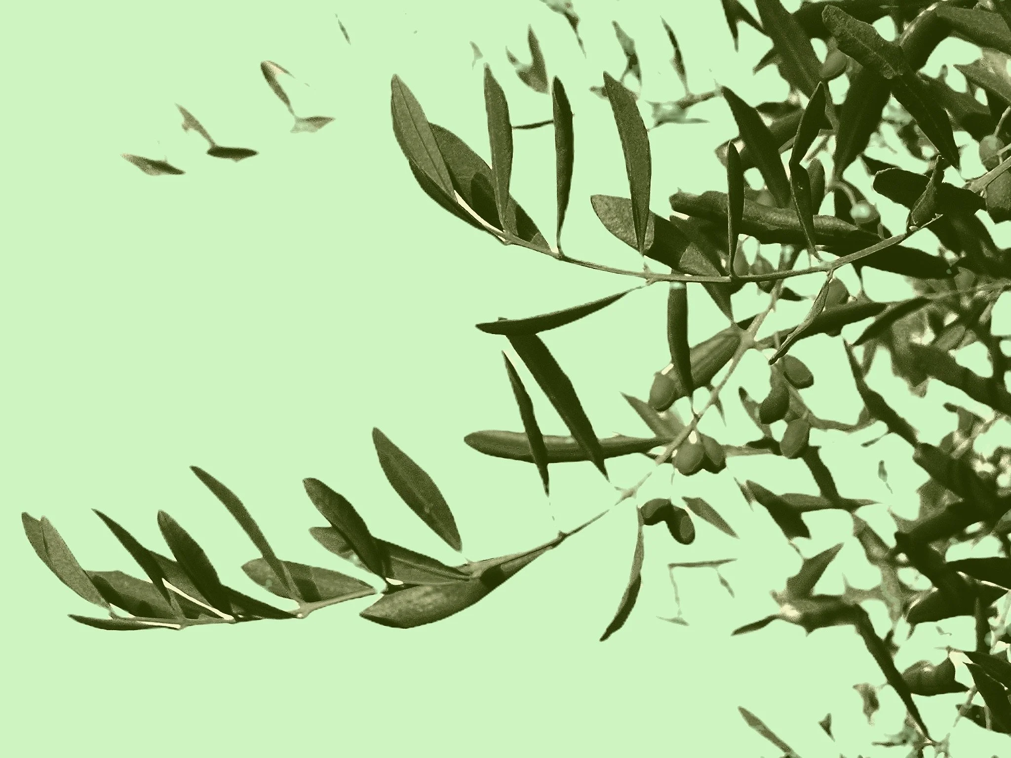 Mahmoud Darwish - Judith Morrison