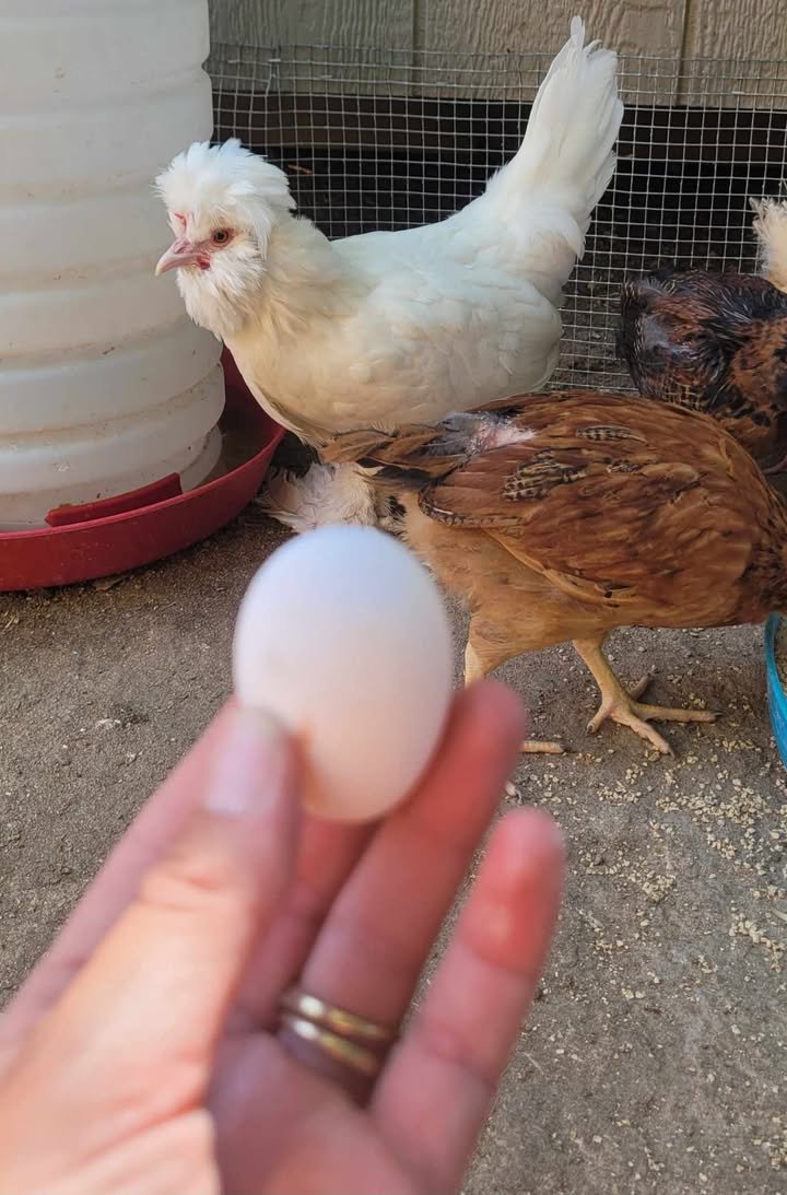 Sultan Easter Egger egg.jpg