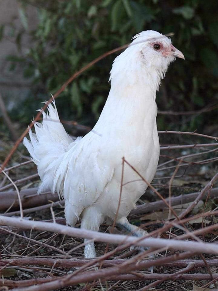 Sultan Easter Egger5.jpg