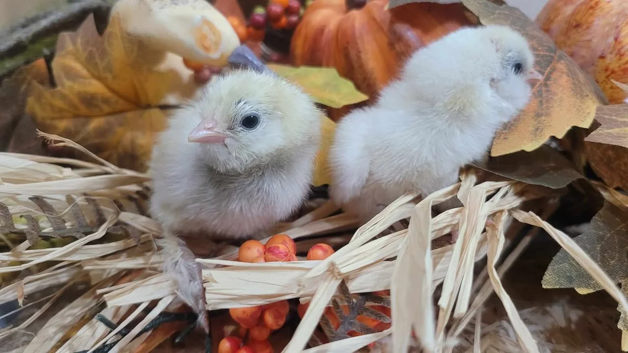 Sultan Easter Egger Chicks4.jpg