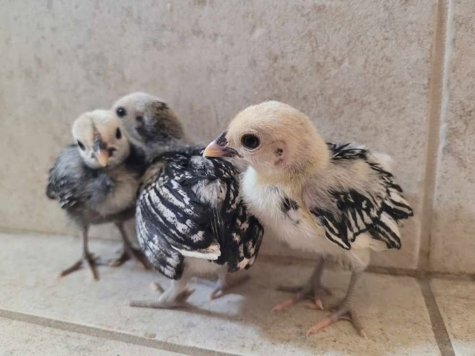 Sebright chicks.jpg
