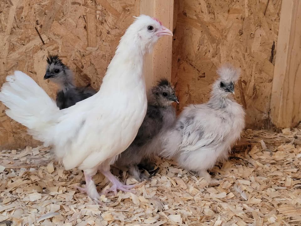 Sultan Easter Egger roo.jpg
