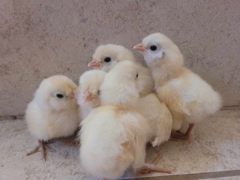 Sultan Easter Egger Chicks.jpg