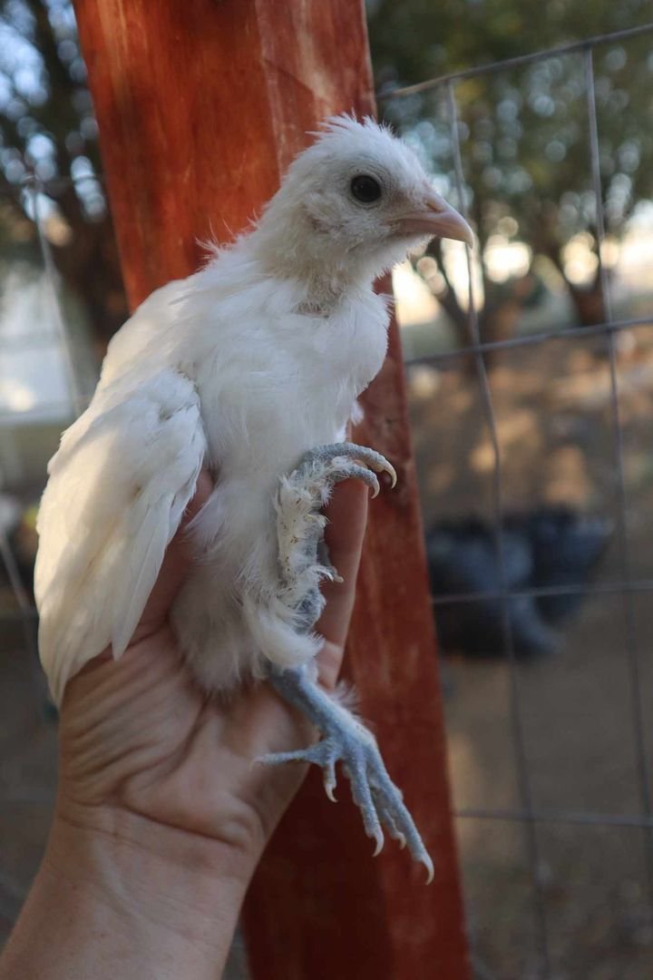 Sultan Easter Egger 3.jpg
