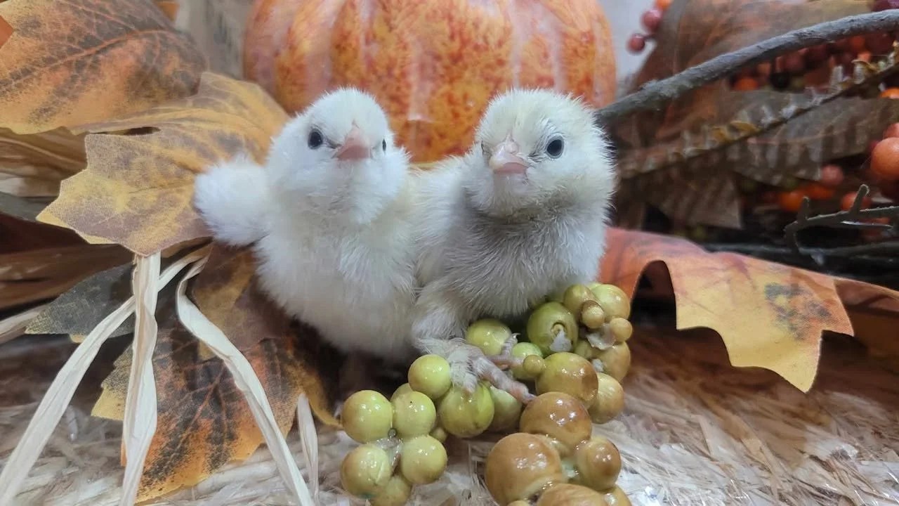 Sultan Easter Egger Chicks3.jpg