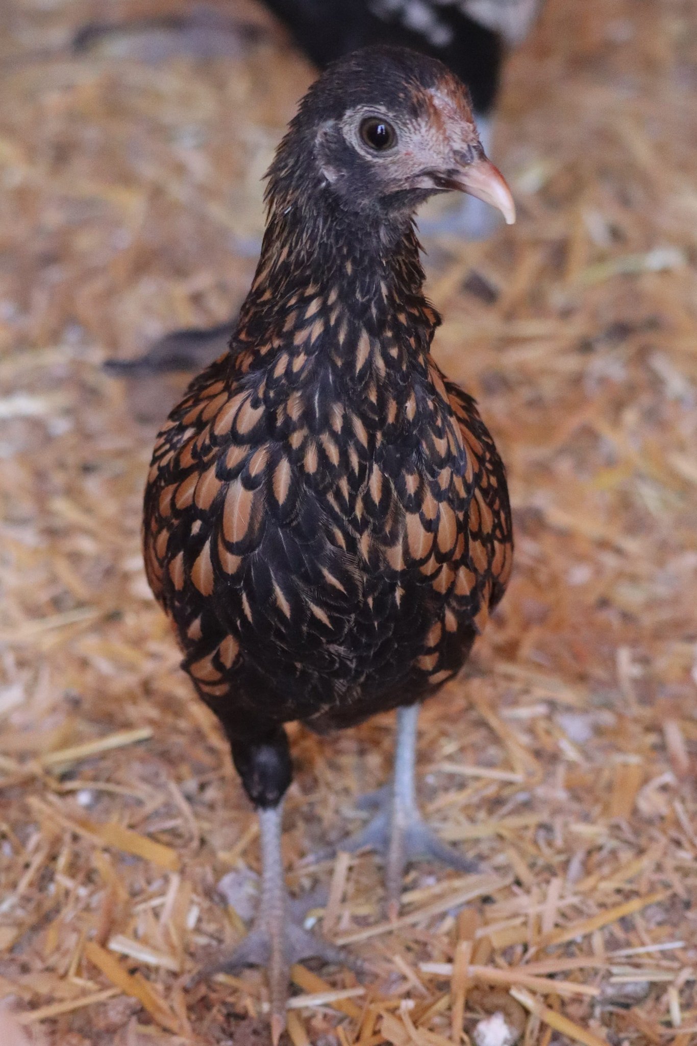 Sebright6.jpg