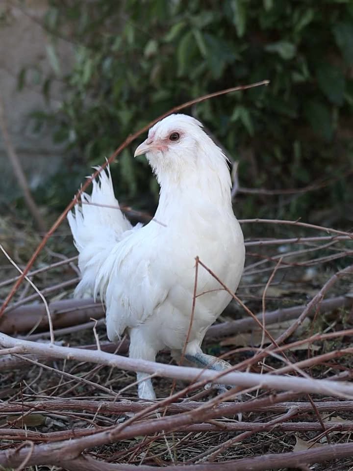 Sultan Easter Egger7.jpg