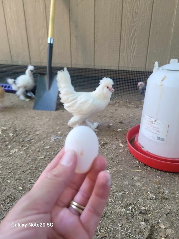Sultan Easter Egger Chicks2.jpg