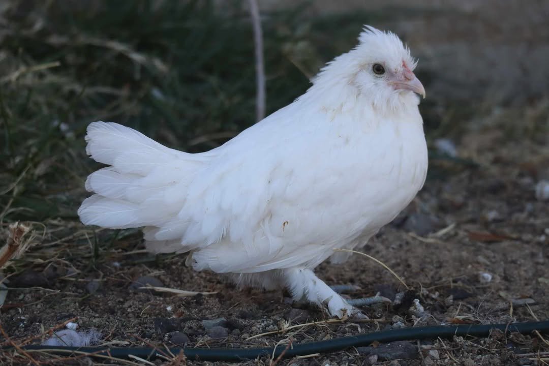 Sultan Easter Egger8.jpg