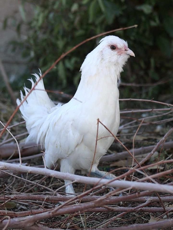 Sultan Easter Egger6.jpg