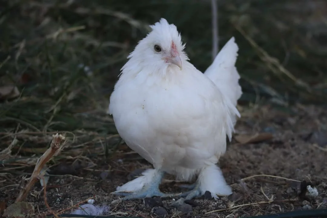 Sultan Easter Egger 5.jpg