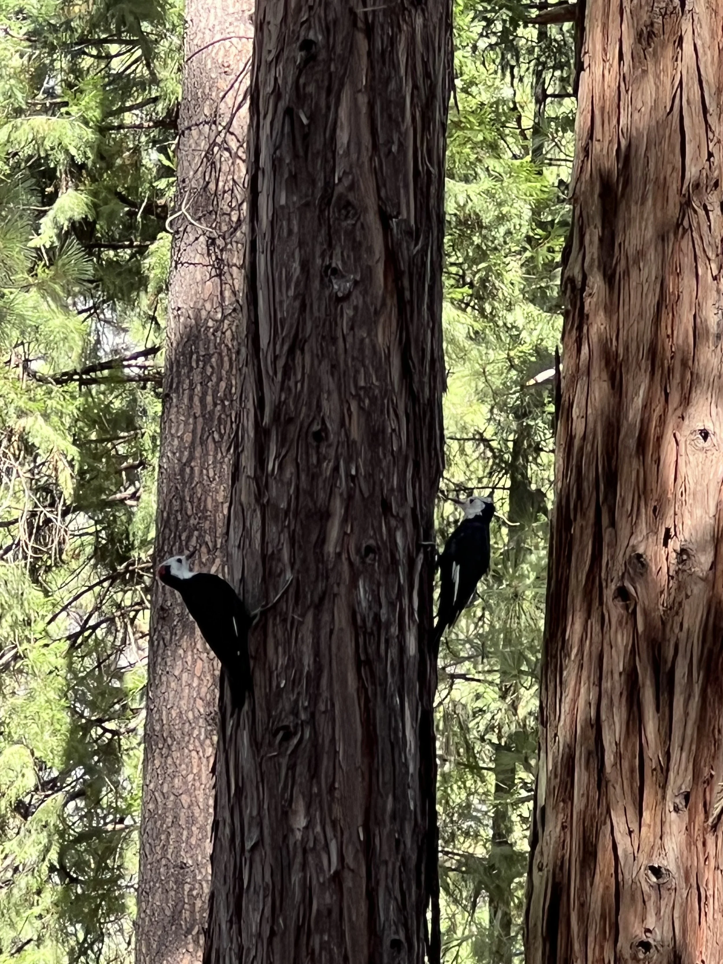 IMG_5395.jpeg