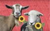 TheArtBarn Virtual Farm Field Trips for Everyone | Discover Farm Fun Today