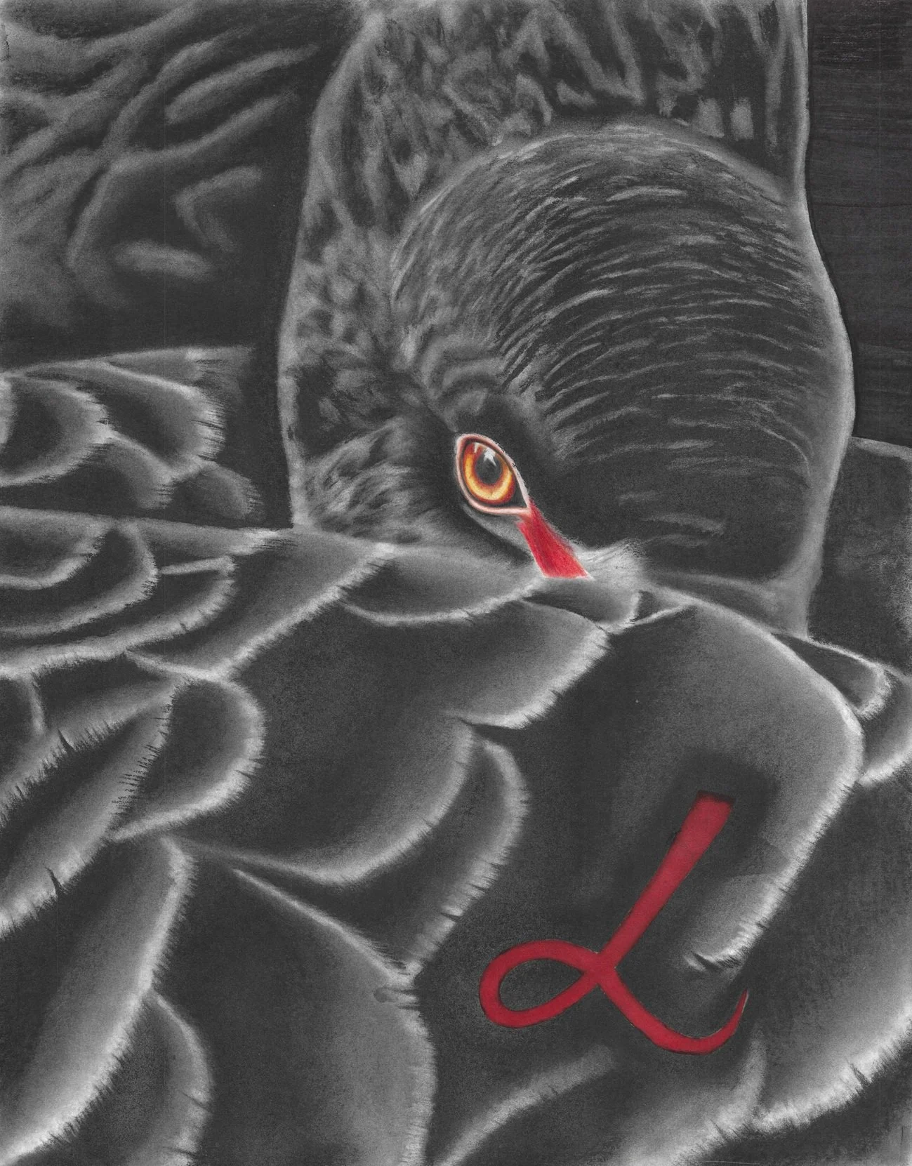 "Black Swan" / 2026 / Charcoal and ink on paper / 28" x 22". Close-up angle on a black swan with most of its face and beak hid behind an oustretched wing as if hiding something. Most of the piece is in black and white, except for red and yellow aroun