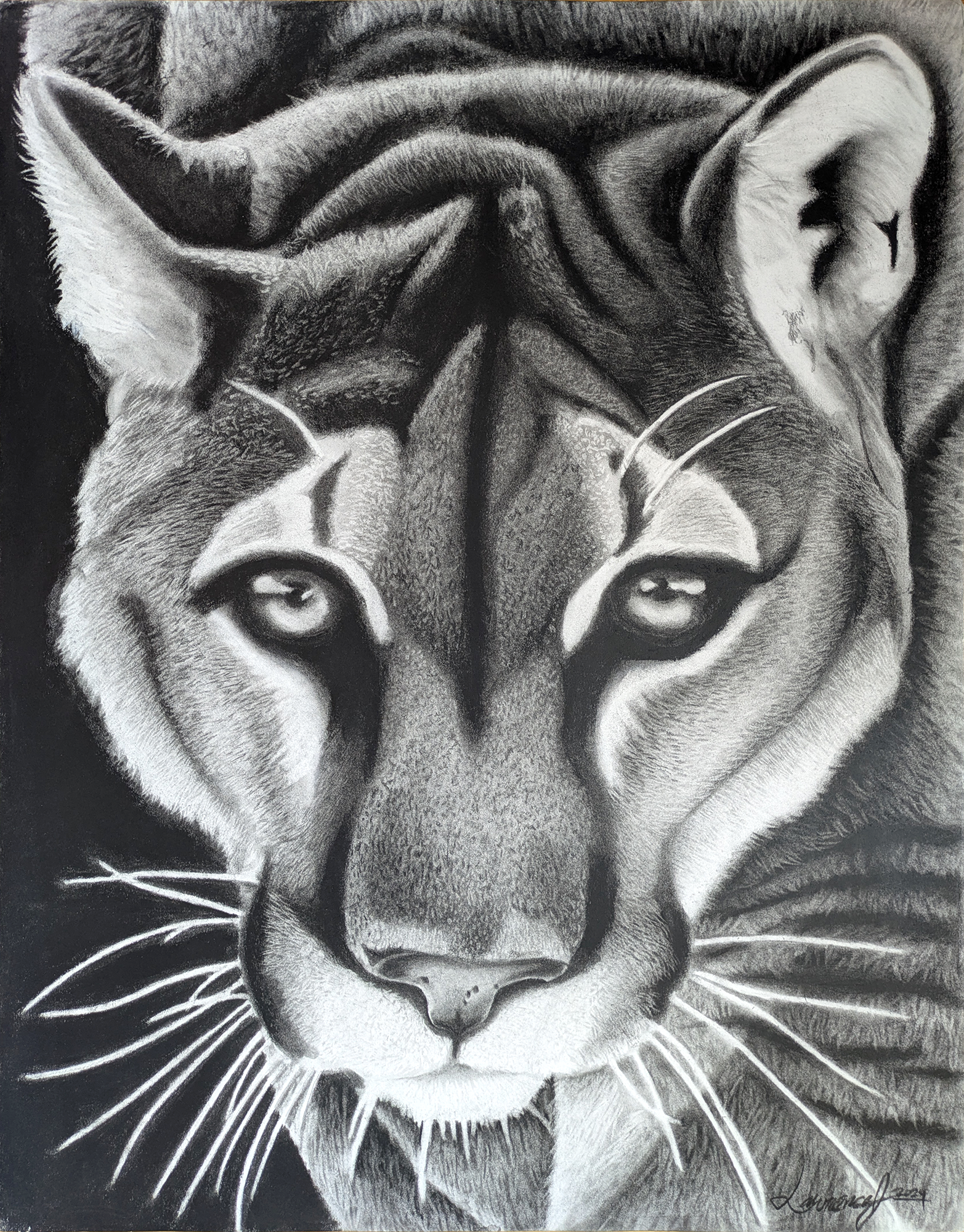 "Cougar", charcoal. A black-and-white cougar, close up on its face