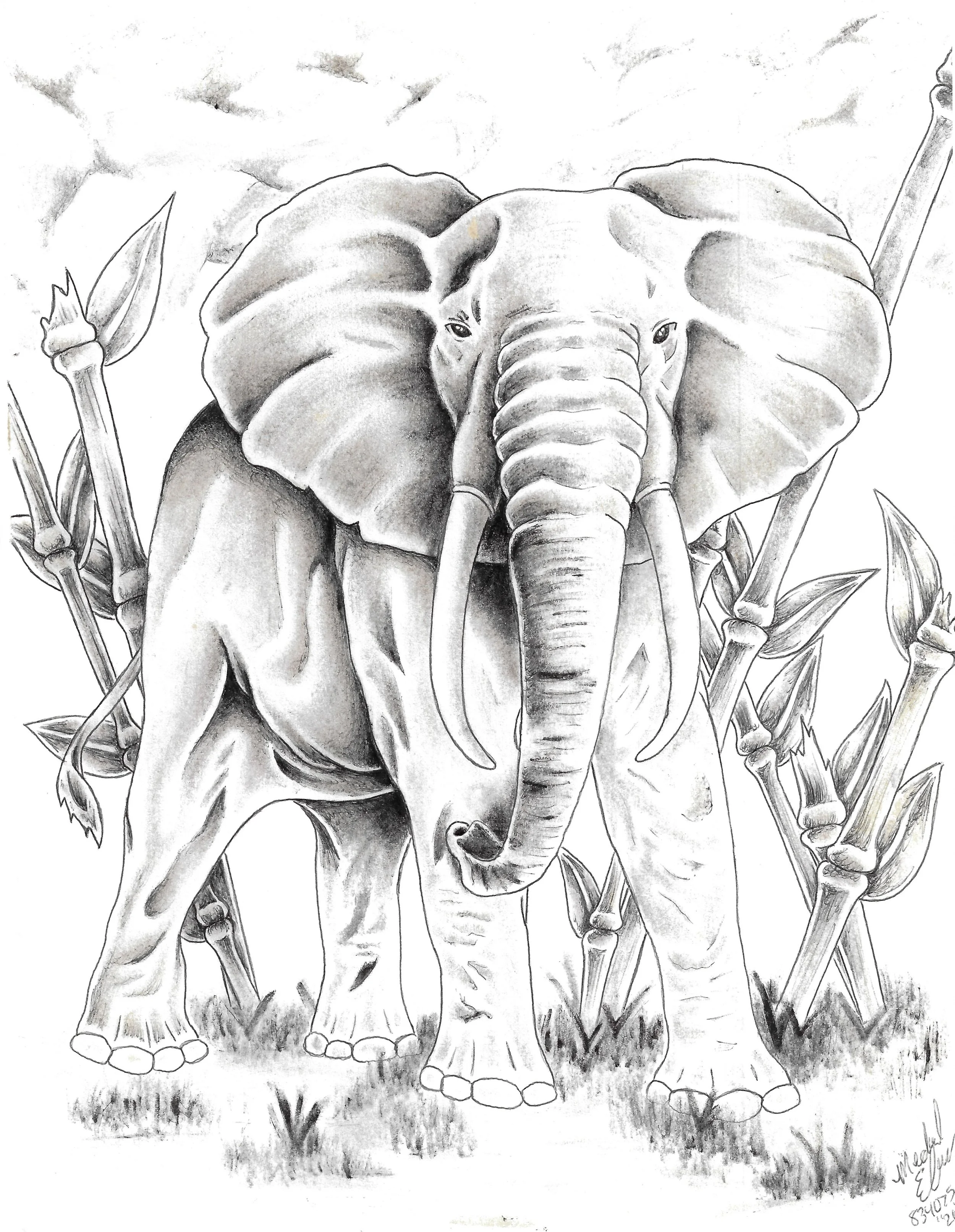 "Untitled #10", pen on paper, 2026. An elephant with long tusks standing on short grass with bamboo stalks in the background.