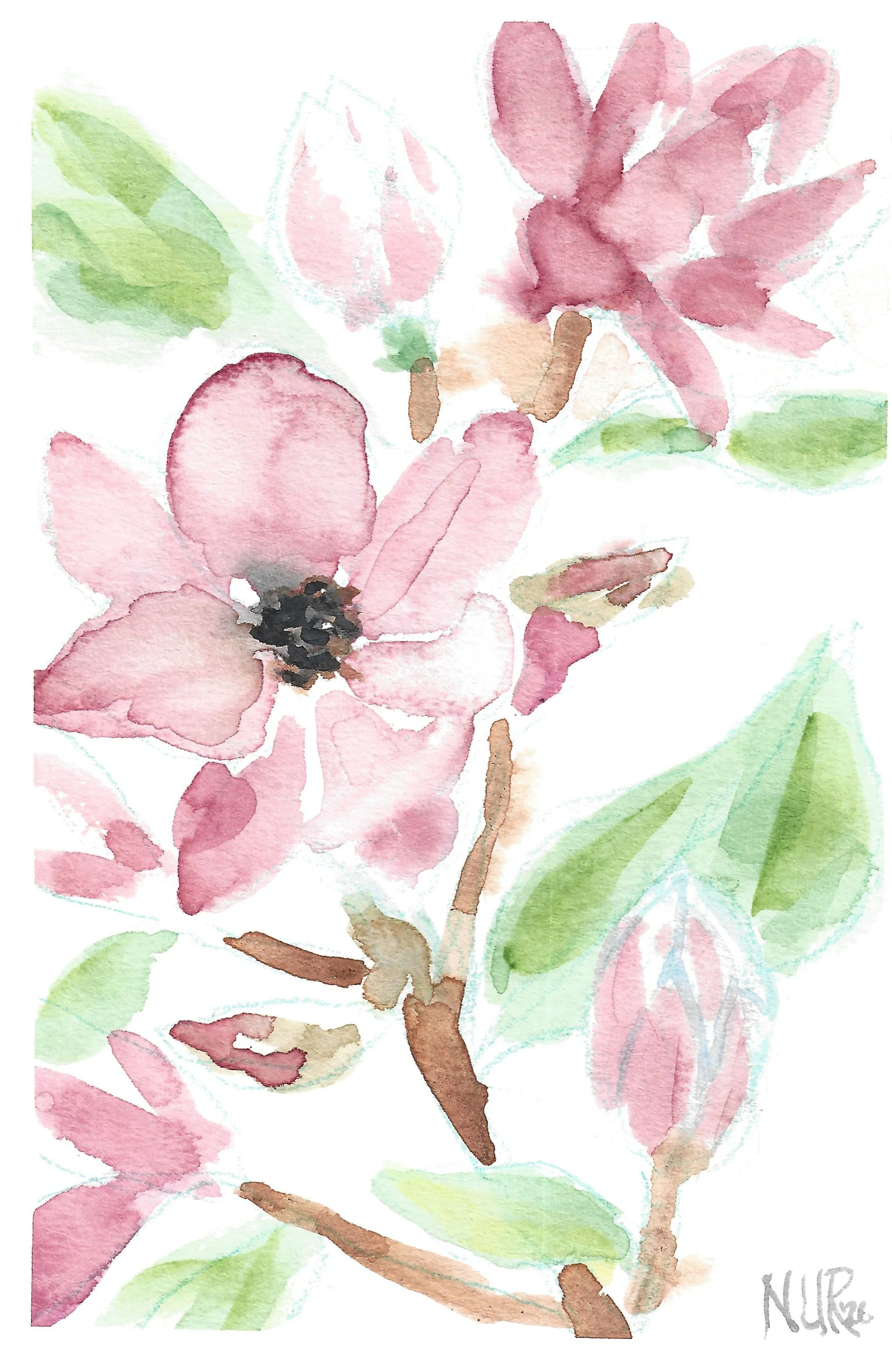 "Magnolias" / 2026 / Watercolor on paper/ 6" x 4" / FOR SALE $5-10. Three pink magnolias on flowering branches with leaves against a white background.