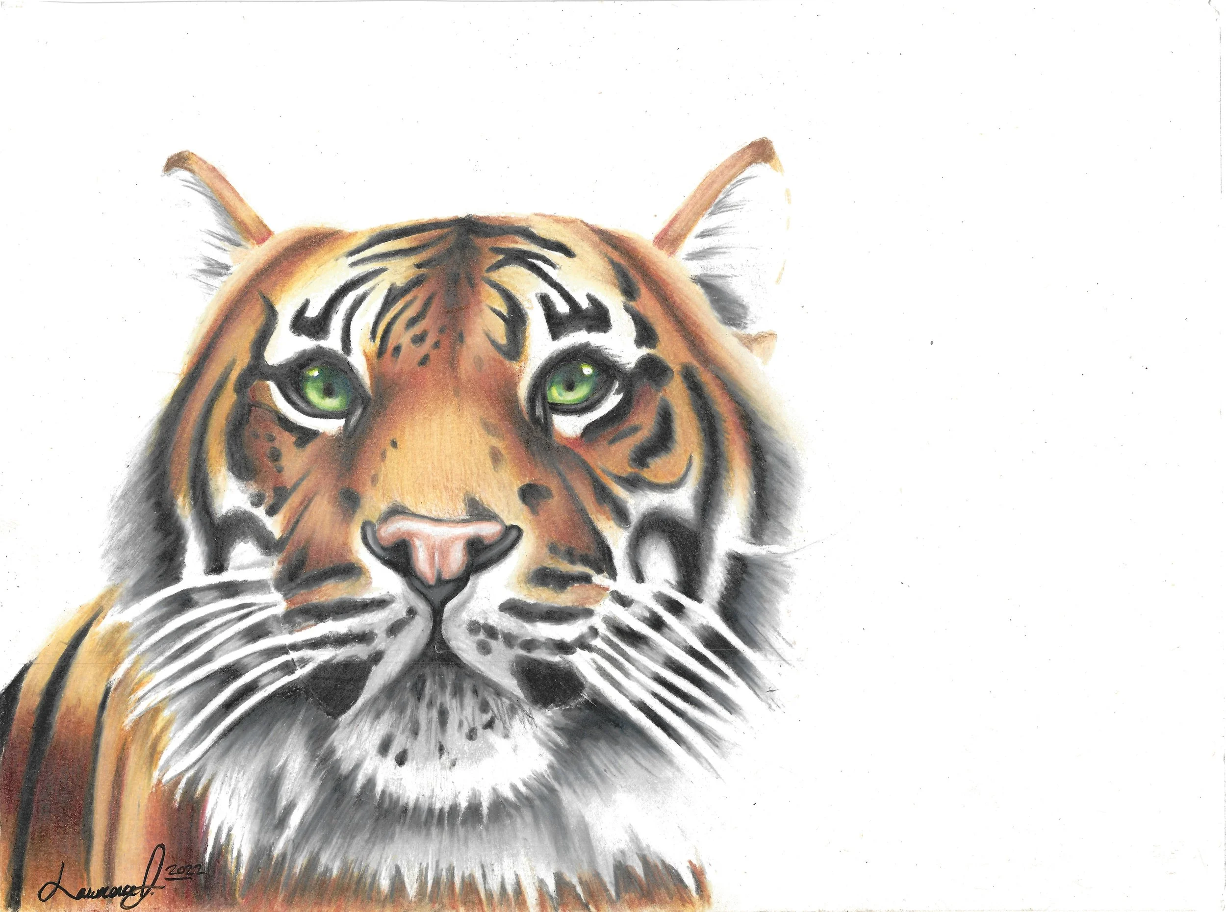 "Tiger", pastel. An orange tiger with black stripes on a white background.