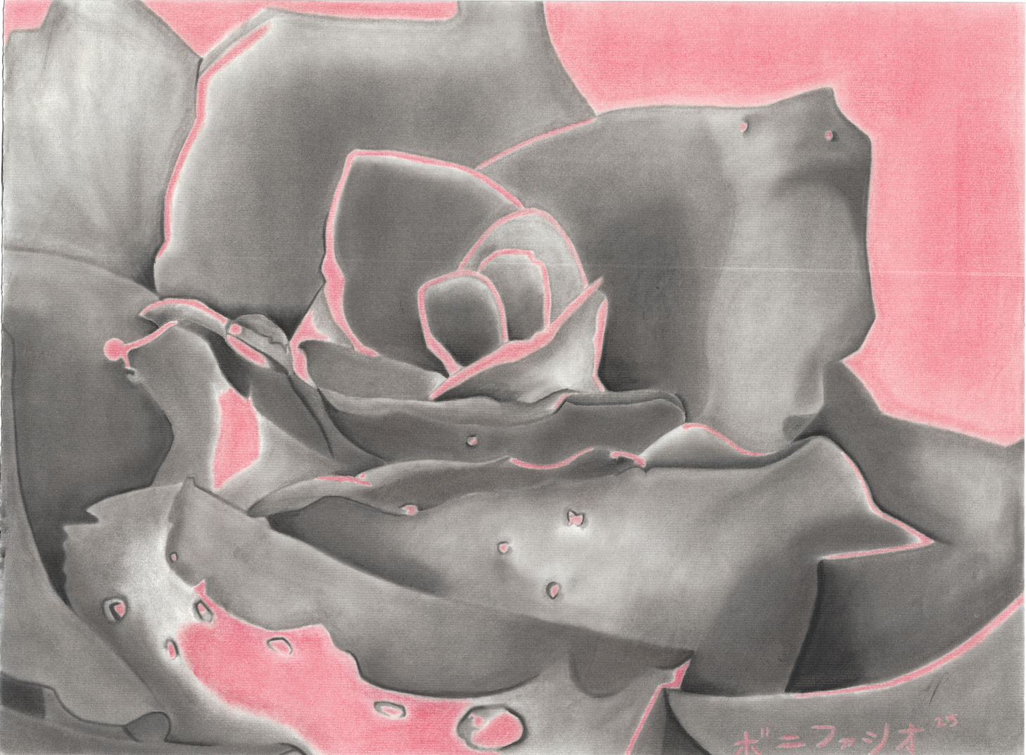"Rose" / 2025 / Charcoal on paper / 18" x 24" / SOLD. A large mostly realistic rose bloom with some dew drops on the petals on a pale pink background.