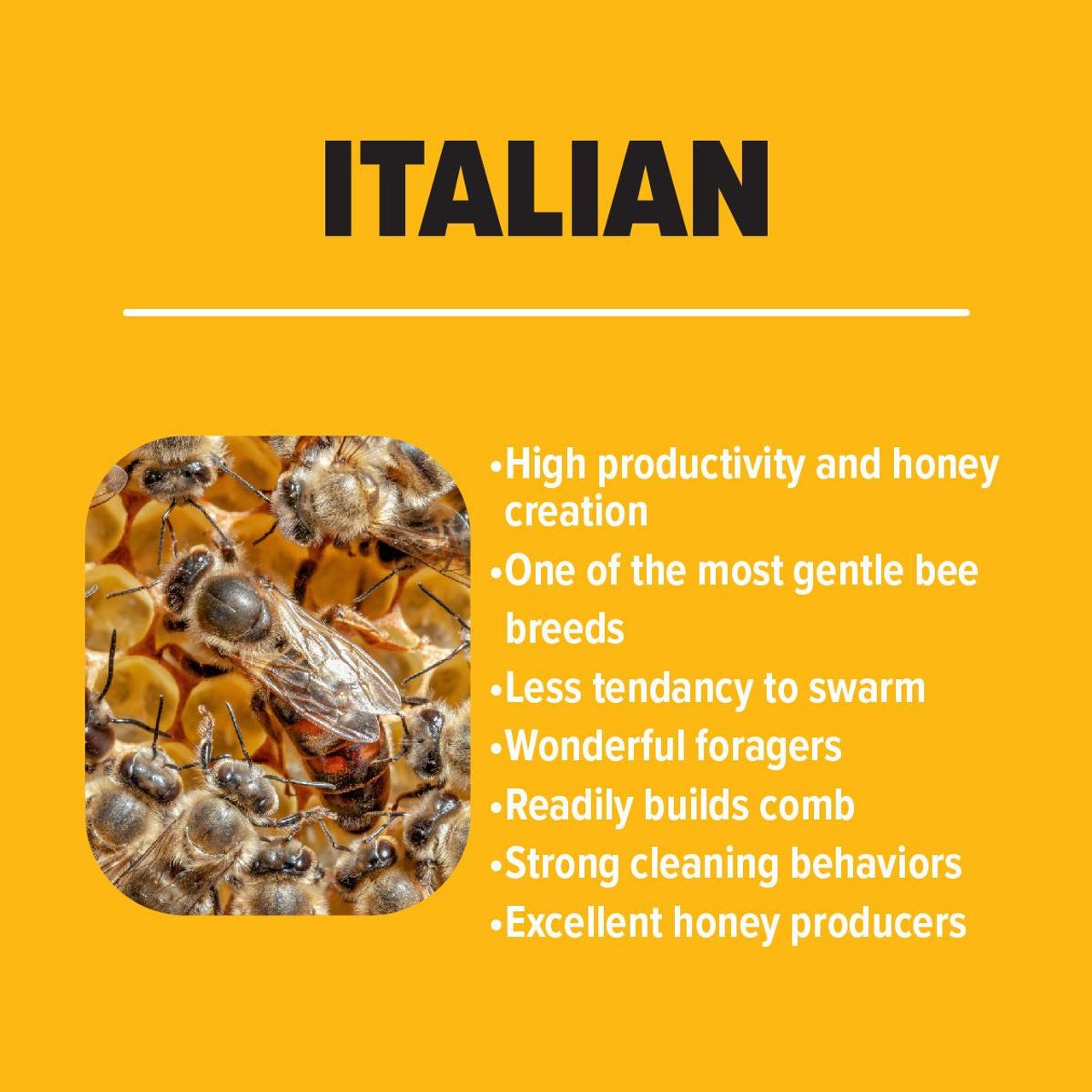Pick_your_Bee_breed_2025_campaign_Social_FB_Infographic-13_copy_3__33988.jpg