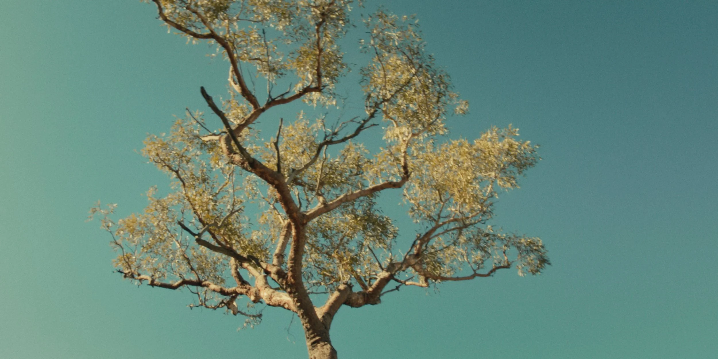 YalariCampStill - 31.jpg