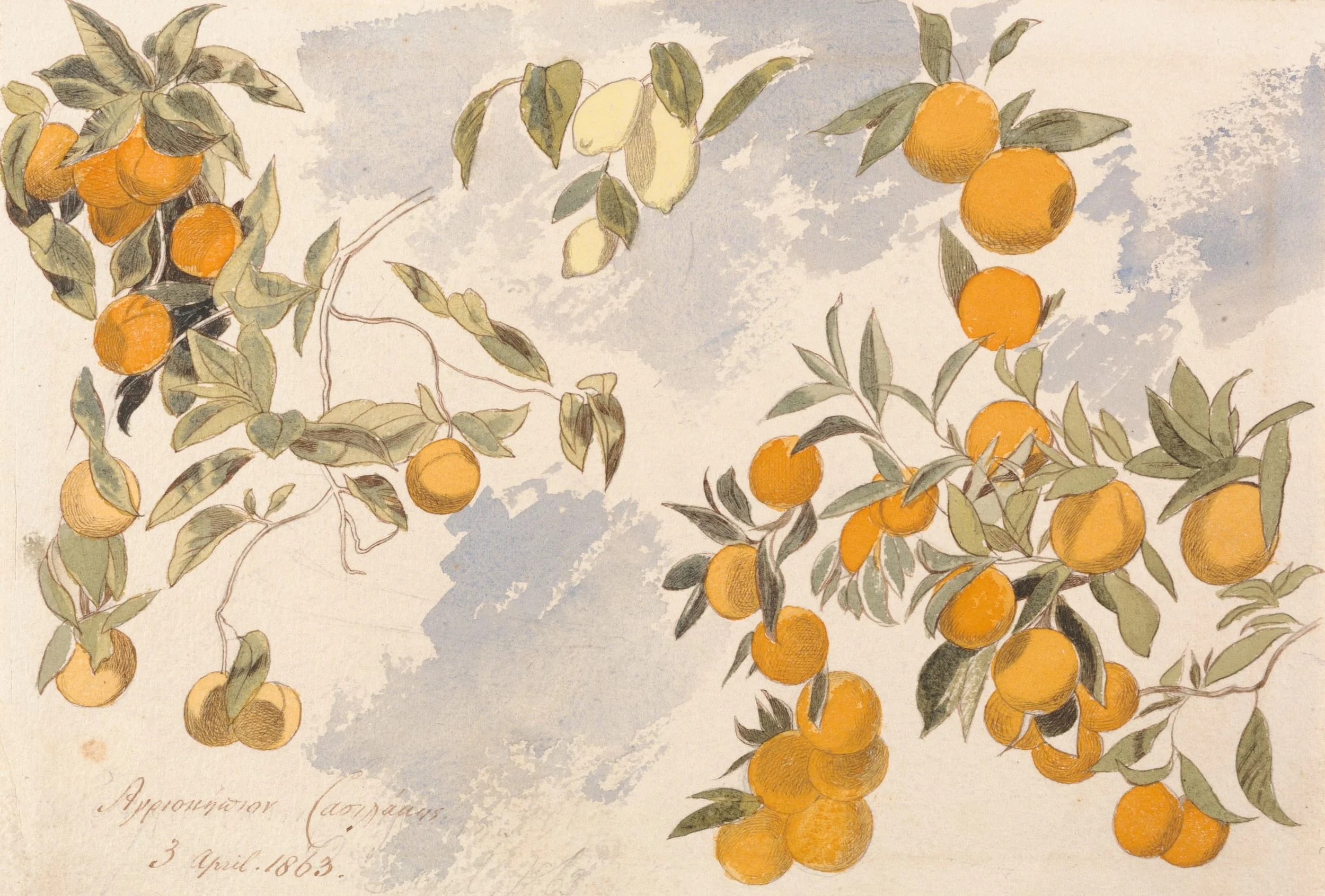 Lemon Groves artwork public domain